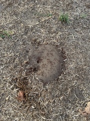 Pogonomyrmex californicus