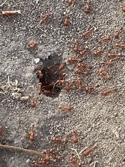Pogonomyrmex californicus