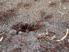 Pogonomyrmex californicus