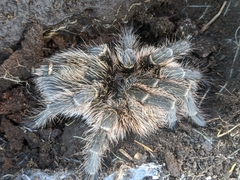 Grammostola vachoni