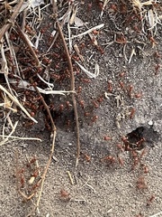 Pogonomyrmex californicus