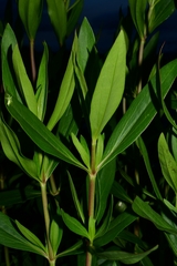 Flaveria pringlei