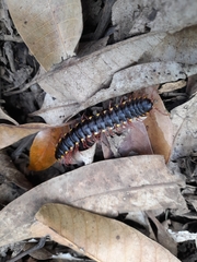 Asiomorpha coarctata