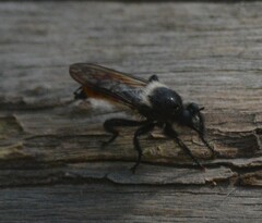 Laphria