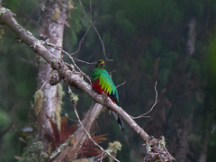 Pharomachrus fulgidus