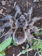 Grammostola vachoni