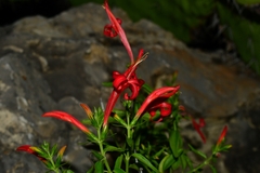 Anisacanthus