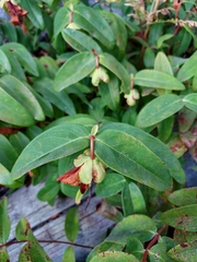 Hypericum calycinum
