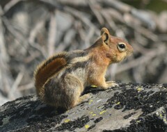 Callospermophilus lateralis chrysodeirus