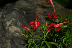 Anisacanthus