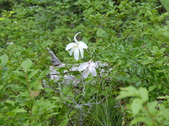 Lilium washingtonianum