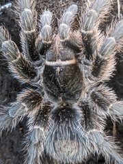 Grammostola vachoni