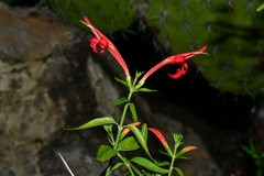 Anisacanthus
