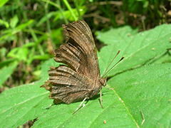 Polygonia