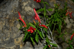 Anisacanthus