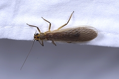 Perloidea