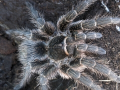 Grammostola vachoni