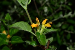 Holographis pueblensis