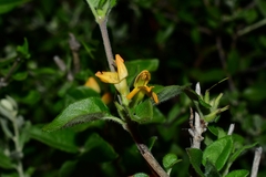 Holographis pueblensis