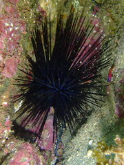 Centrostephanus coronatus