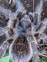Grammostola vachoni