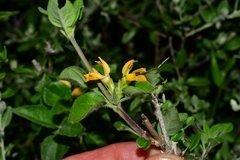 Holographis pueblensis