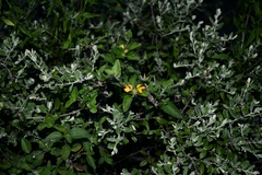 Holographis pueblensis