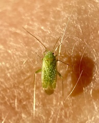 Orthotylus