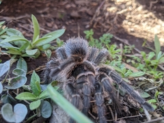 Grammostola vachoni