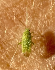 Orthotylus