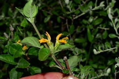 Holographis pueblensis