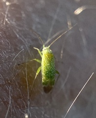 Orthotylus