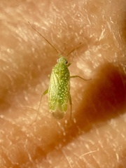 Orthotylus