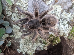 Grammostola vachoni