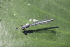 Ischnura perparva