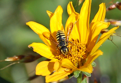Paranthidium jugatorium