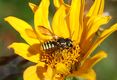 Paranthidium jugatorium