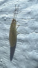 Micromus subanticus