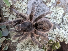 Grammostola vachoni