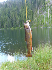 Salvelinus fontinalis