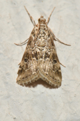 Hellula