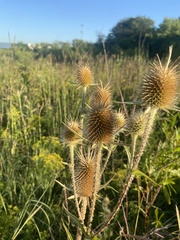 Dipsacus laciniatus