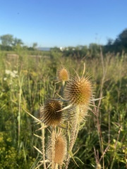 Dipsacus laciniatus