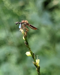 Holcocephala