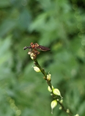 Holcocephala