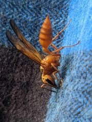 Synoeca virginea