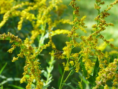 Spilomyia longicornis