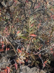 Schinopsis lorentzii