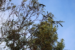 Eucalyptus leucoxylon