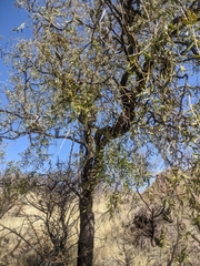 Schinopsis lorentzii